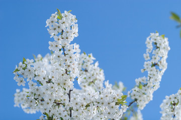 White tender flowers blossom on the branches of a cherry tree. Delicate signs springtime close-up.