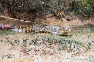 Alligator resting on the bank of a river in Tortuguero