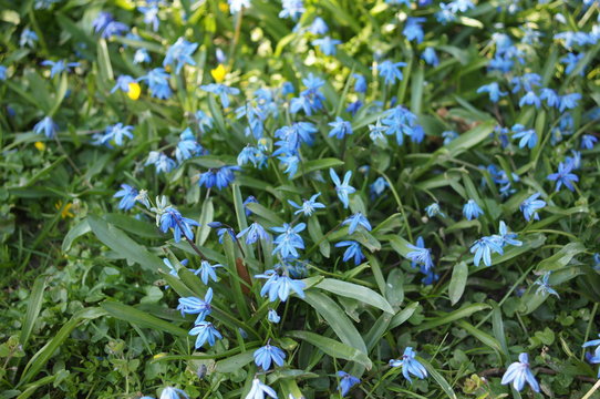 Pratia pedunculata County Park, Garten-Scheinlobelie 