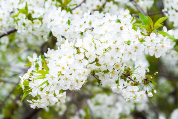 White tender flowers blossom on the branches of a cherry tree. Delicate signs springtime close-up.