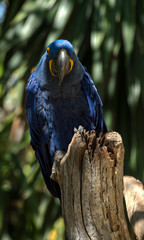 blue parrot