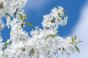 White tender flowers blossom on the branches of a cherry tree. Delicate signs springtime close-up.