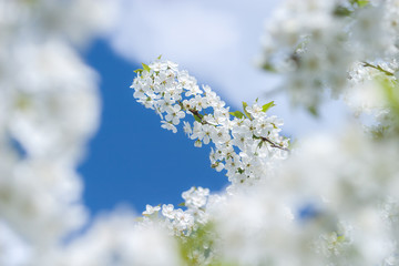 White tender flowers blossom on the branches of a cherry tree. Delicate signs springtime close-up.