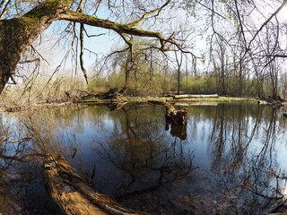remote lake and swamp area with trees fallen in the water