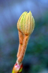 Junger Trieb an einem Kastenienzweig