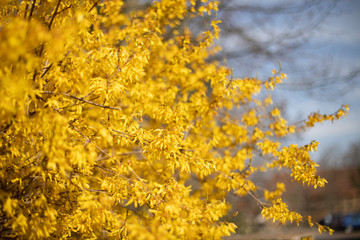 forsythia, yellow