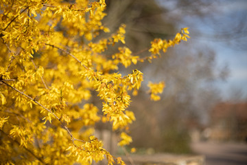 Forsythia, spring