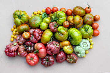 Still life with tomatoes in varying colors from white and yellow to green, purple and red