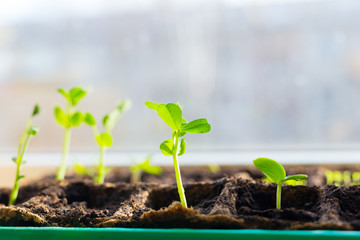 Close up of a sweet pea sprout. Young seedlings in tray on window sill pea seedling in greenhouse. Copy space