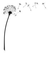 Fotobehang dandelion flower with flying seeds © magann