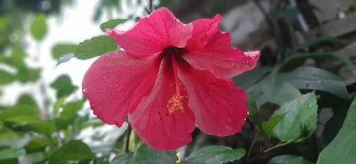 Beautiful Pacific Sea Flower