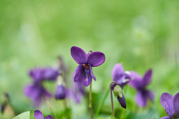 Violet viola odorata close up with blurred field background. Blooming in spring - 333240415