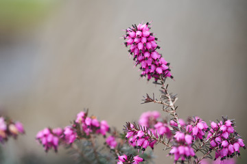 Close up of erica plant in the forest in the early spring. Blurred background  - 333240483