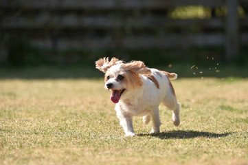 ジャックラッセルテリア