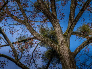 Naklejka premium Arbre plein de gui sous le ciel de printemps