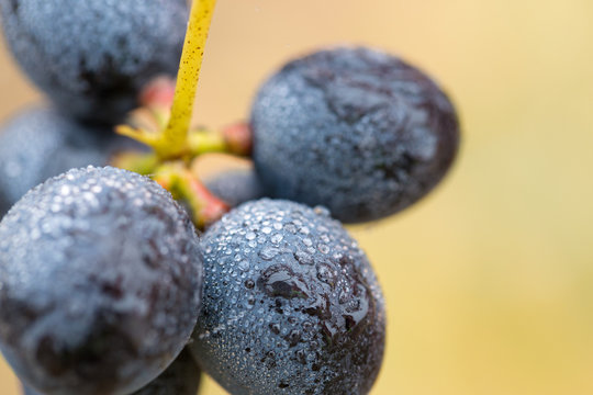 A bunch of grapes in droplets of water. Autumn harvesting of wine.
