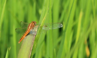 a dragonfly perched on a rice leaf