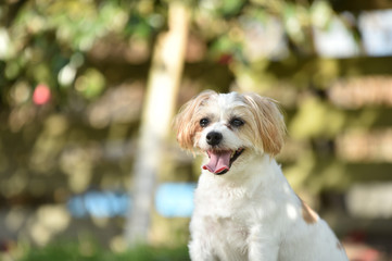 ジャックラッセルテリア