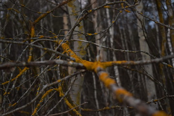 yellow tree branches in the forest