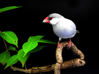 Java sparrow on branch