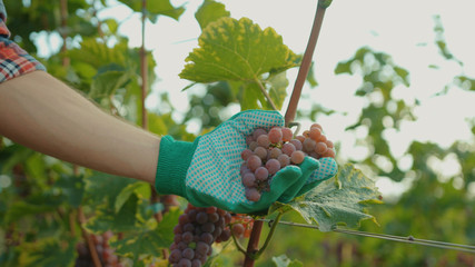 Close-up of farmer cutting and picking up ripe grape bunches during harvesting season at vineyard. Concept of agriculture and winemaking.