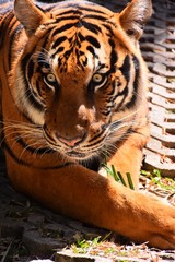 A large bengal tiger on the ground