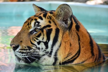 Large bengal tiger in the water