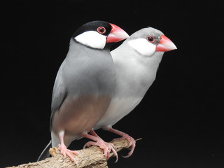 couple of Java sparrow