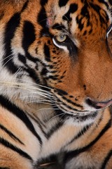 The nose and mouth of the Bengal tiger