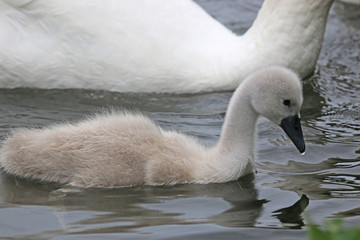 Fototapeta premium Swan and Cygnet swimming in a lake 
