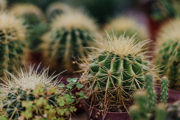 Garden center and wholesale supplier concept. Many different cacti in flower pots in flowers store on the shelves of trolley. Lot of potted small cactus and succulent plants sale.