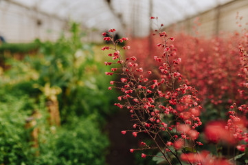 garden center with copy space