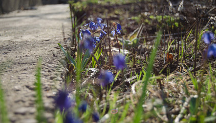 The first spring bluebell flower among the grass in the sunset