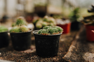 Garden center and wholesale supplier concept. Many different cacti in flower pots in flowers store on the shelves of trolley. Lot of potted small cactus and succulent plants sale.