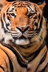 Fototapeta premium The large tiger face has a beautiful pattern.