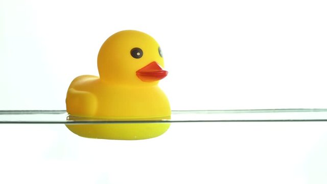 rubber duck swims in the water