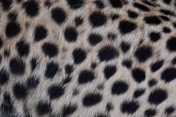 Black polka dots on the skin of the cheetah