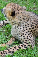 Black spots on the legs of the cheetah