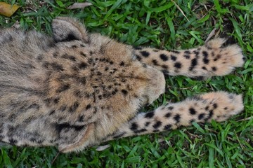 Black spots on the legs of the cheetah