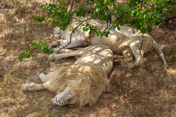two lions sleep in teri tree on dry grass