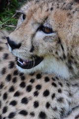 Cheetah's face and coarse hair