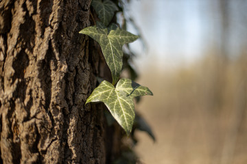 ivy on the tree, landscape