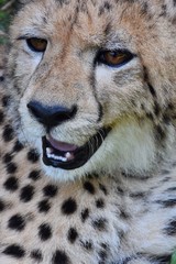 Cheetah's face and coarse hair