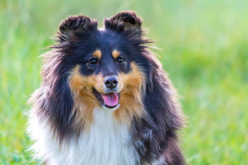 Sheltie dog with tongue hanging out on a green-yellow background