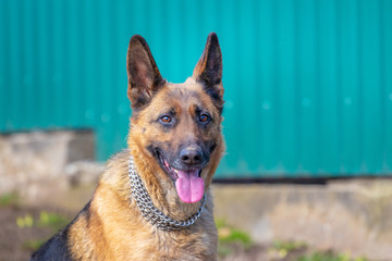 German Shepherd Dog on green background. Portrait of a dog_