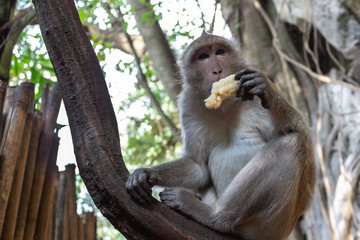 monkey eats banana against the background of nature, sits on a branch, looks at the camera