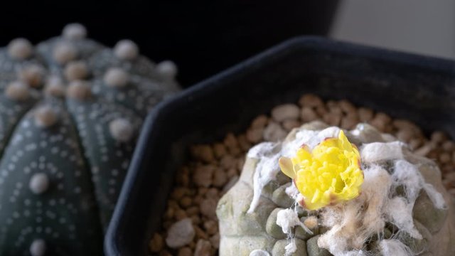 cactus flower names "copiapoa hypogaea" blooming as Yellow color at sun rising as nature background, time lapse