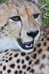 Cheetah's face and coarse hair