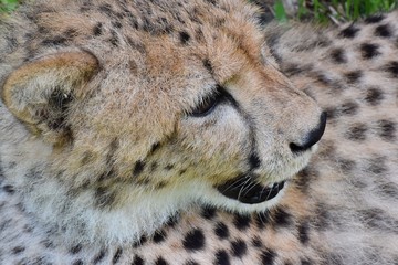 Cheetah's face and coarse hair