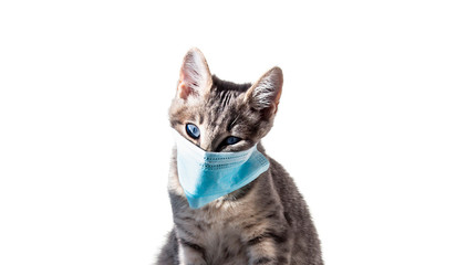 on a white background isolated gray cat with blue eyes in a blue antiviral covid-19 medical mask